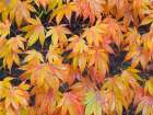 Maple leaves Art Print